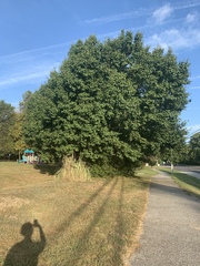 Pyrus calleryana
