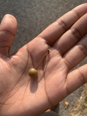 Pyrus calleryana
