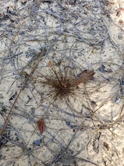 Bulbostylis ciliatifolia