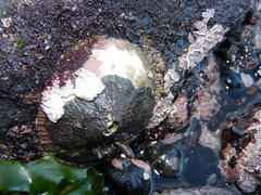 Fissurella costata