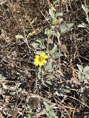 Helianthus niveus