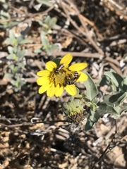 Helianthus niveus
