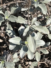 Helianthus niveus