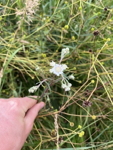 Achillea ptarmica iNat (2)
