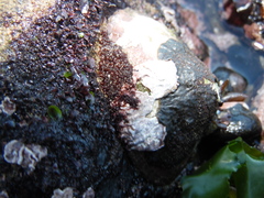 Fissurella costata