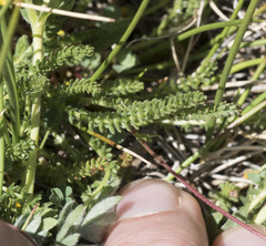 Ivesia lycopodioides