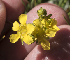 Ivesia lycopodioides