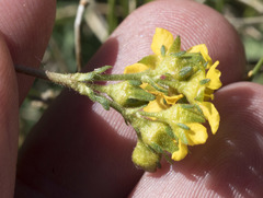 Ivesia lycopodioides