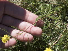 Ivesia lycopodioides