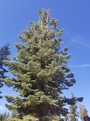 Abies magnifica magnifica