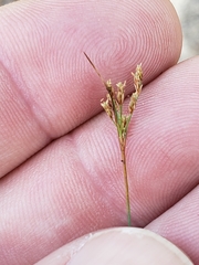 Bulbostylis ciliatifolia