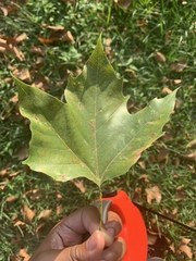 Platanus × hispanica