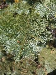 Abies magnifica magnifica