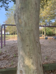 Platanus × hispanica