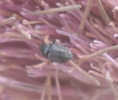 Aulobaris