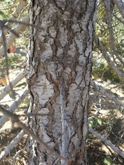 Abies magnifica magnifica