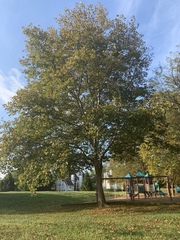 Platanus × hispanica