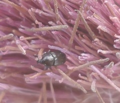 Aulobaris