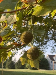 Platanus × hispanica