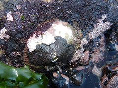 Fissurella costata