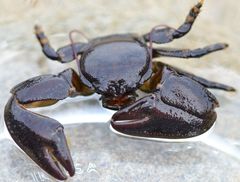 Petrolisthes cinctipes