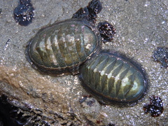 Chiton magnificus