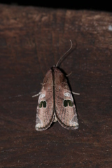 Hemicephalis grandirena
