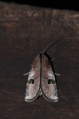 Hemicephalis grandirena