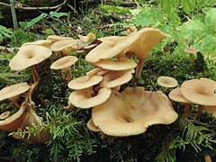 Pseudoarmillariella ectypoides