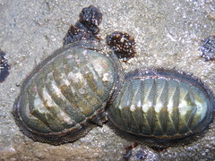 Chiton magnificus