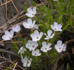 Phlox douglasii