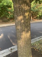 Acer platanoides
