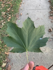 Acer platanoides