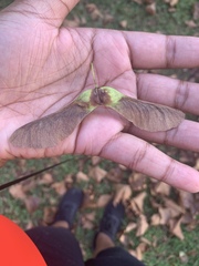 Acer platanoides