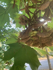 Acer platanoides