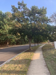 Acer platanoides