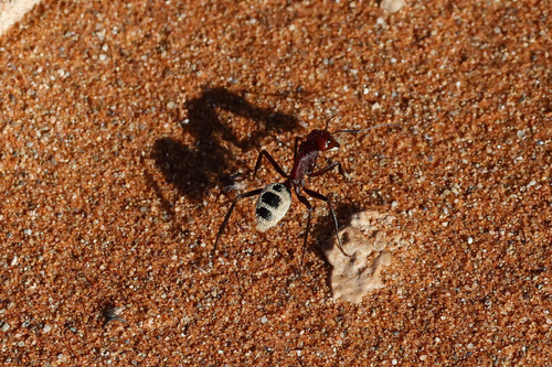 Namib Desert Dune Ant photo 2