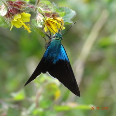 Astraptes