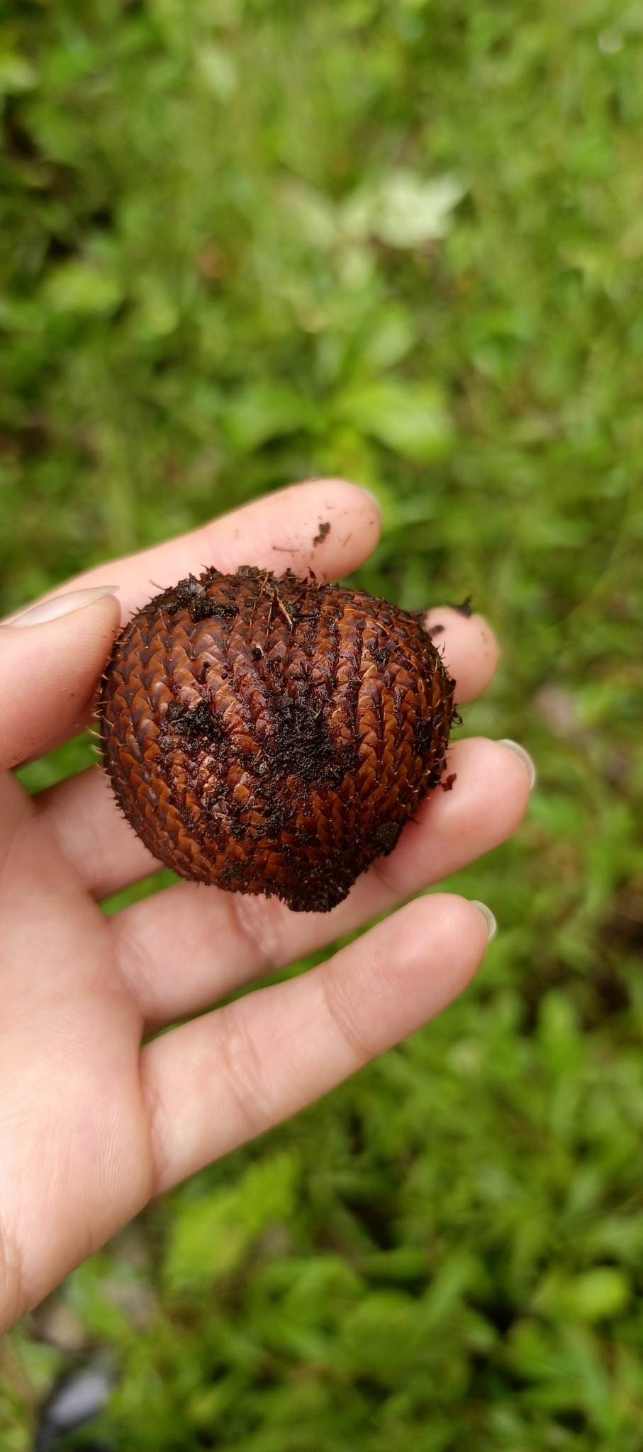 Imagem de Salak