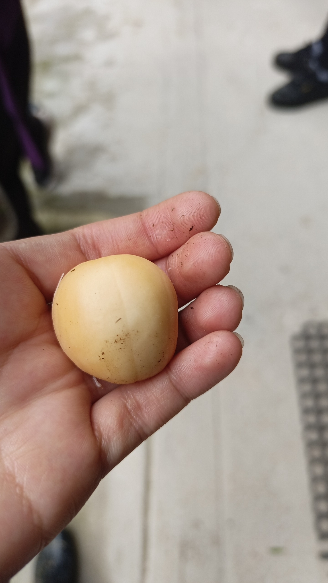 Imagem de Salak