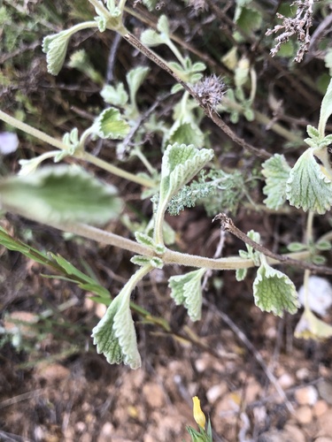 Marrubium supinum, photograph 5