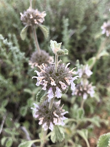 Marrubium supinum, photograph 6