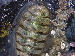 Chiton granosus