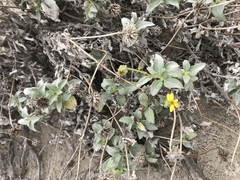 Helianthus niveus