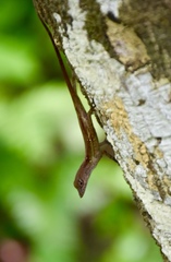 Anolis allogus