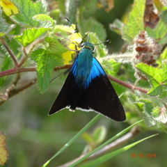 Astraptes