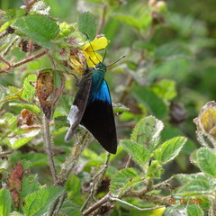 Astraptes