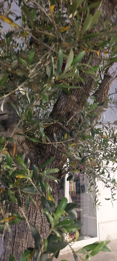 Olea europaea