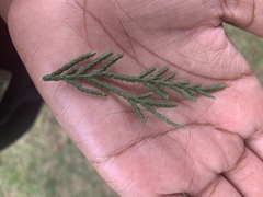 Juniperus virginiana