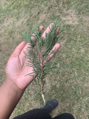 Juniperus virginiana